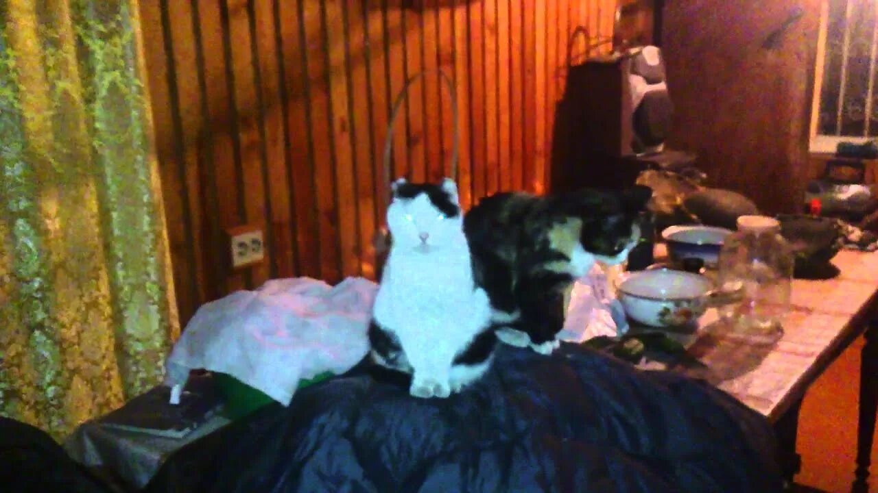 Кошки видят домовых. Кошки видят домовых. Кошки могут видеть призраков. Домовой в реальной жизни. Собаки и кошки видят призраков.