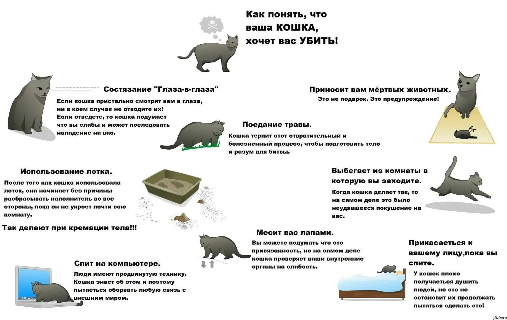 Как понять что кот заболел. Приметы о котах. Как понять что хочет кошка. Кошки приметы и суеверия. Приметы о котах и кошках.