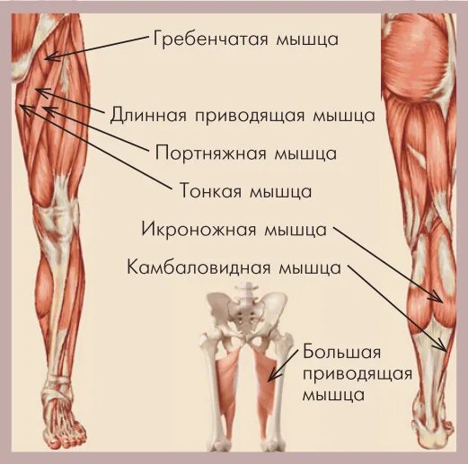 Функции приводящих мышц. Приводящие и отводящие мышцы бедра. Приводящие мышцы ног. Длинная и короткая приводящие мышцы бедра. Приводящая мыщцы бедра.