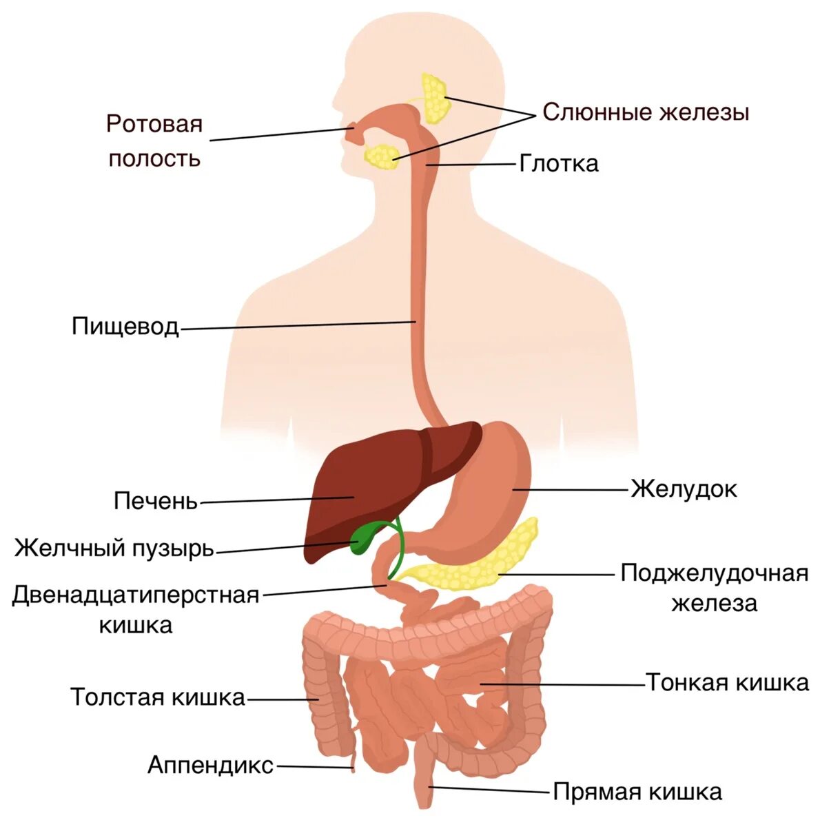 Органы пищеварительной системы расположены в следующем порядке. Железы пищеварительной системы схема. органы пищеварительной системы система анатомия. система органов пищеварения схема. схема органы железы пищеварительной системы и их функции.