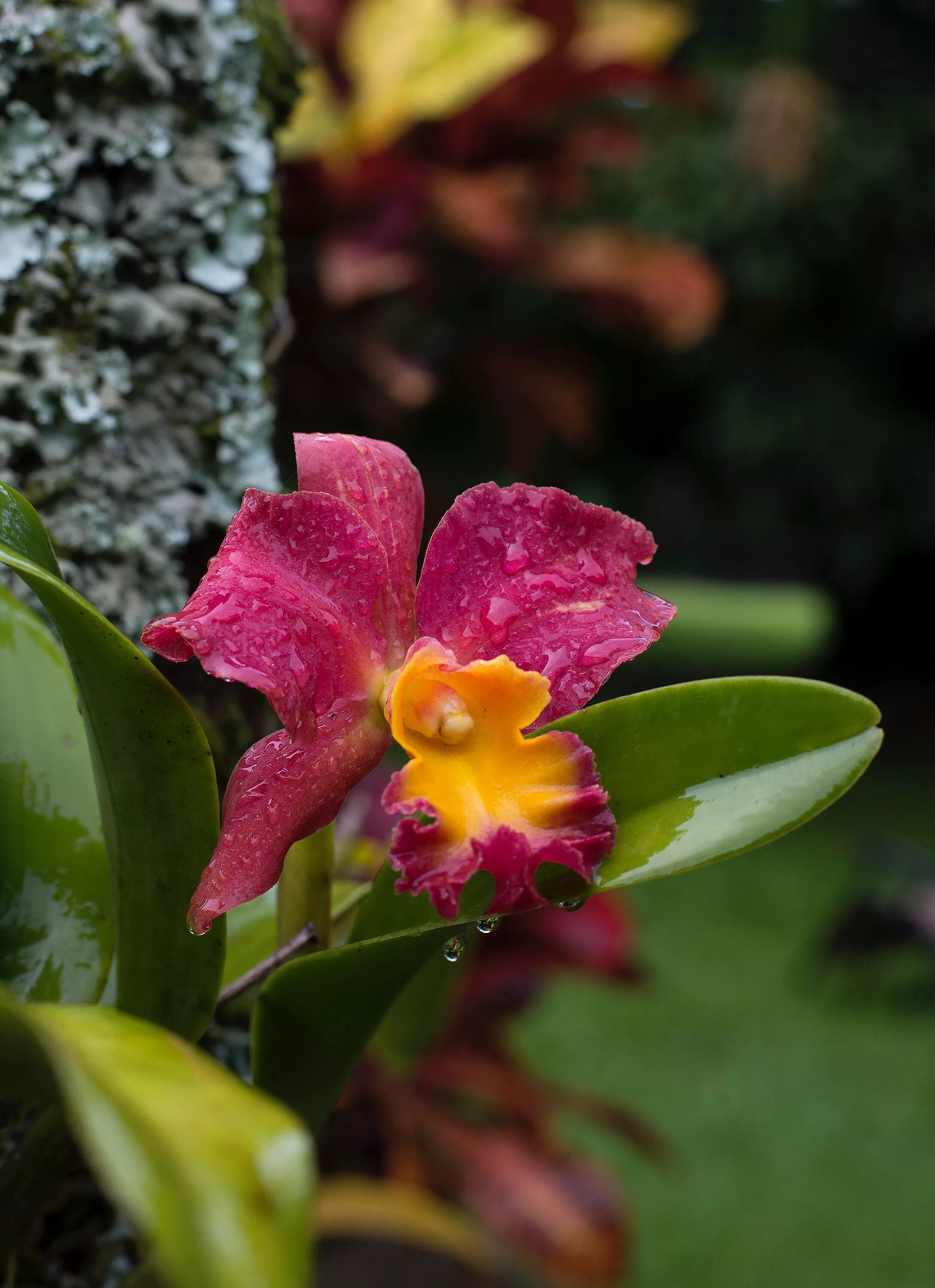 Дикая Орхидея Каттлея. Орхидея Каттлея красная. Орхидея Каттлея в дикой природе. Каттлея Chief Berry.