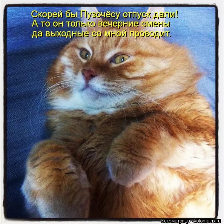 Почему не дают отпуск. Котик в отпуске. Скоро отпуск котики. Скорей бы отпуск. Скоро отпуск коты.