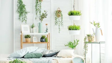 Buy Affordale indoor plants online