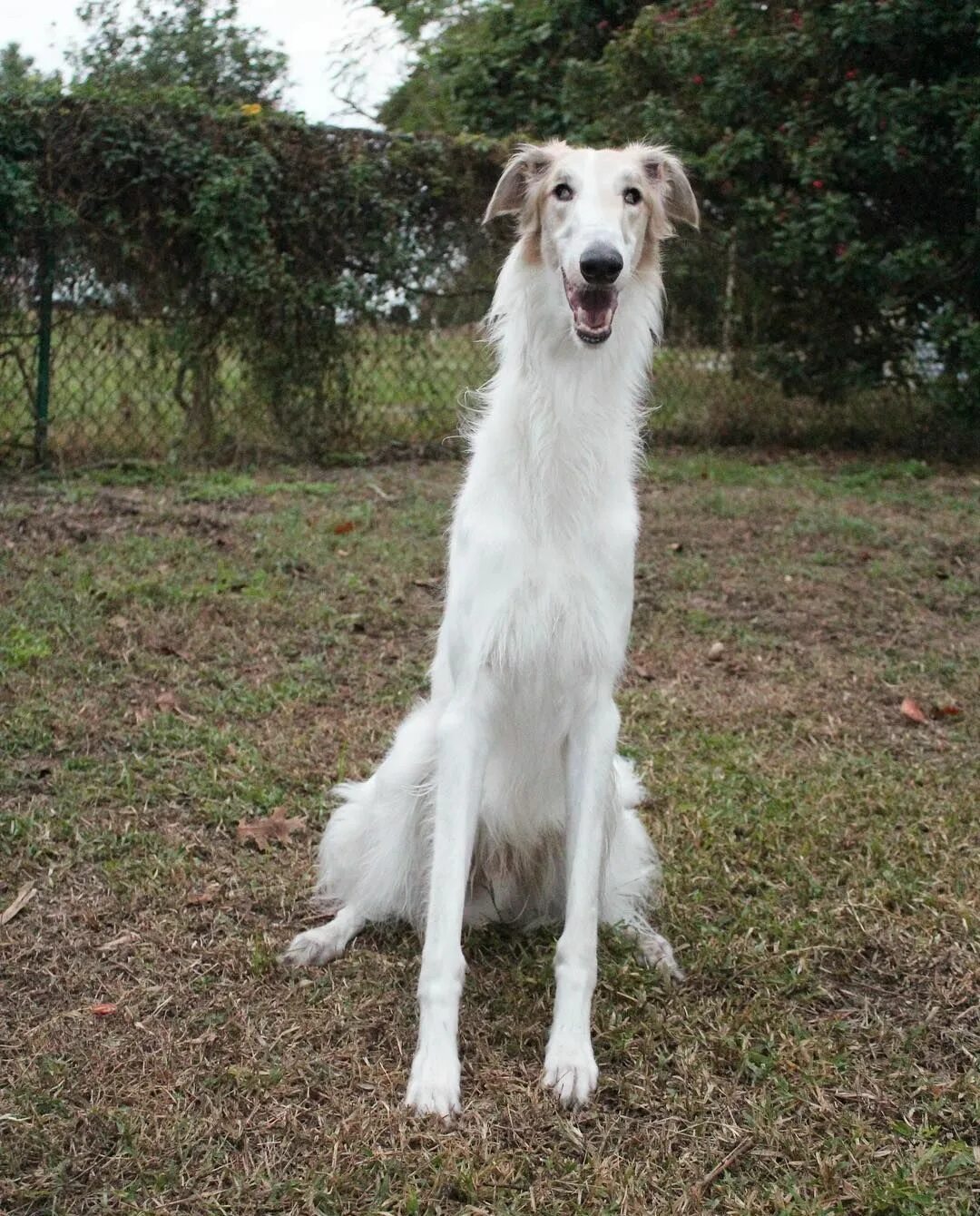 Ronda s dog is not long. Longdog порода. Borzoi Dog meme. Long Dog mem. Long nose Dog.