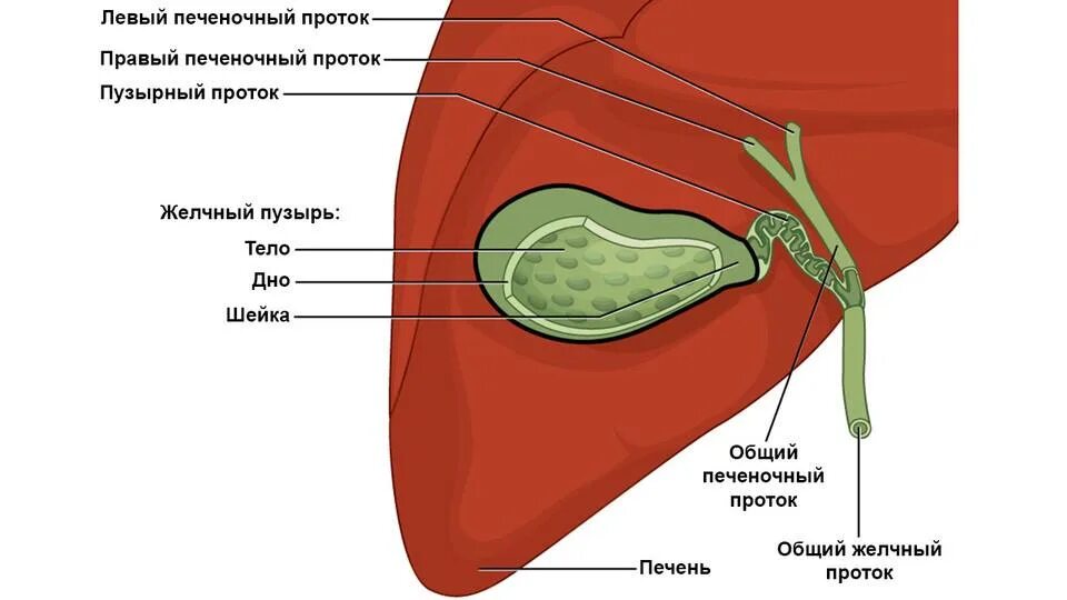 Наполнение желчного пузыря. Наполнение желчного пузыря