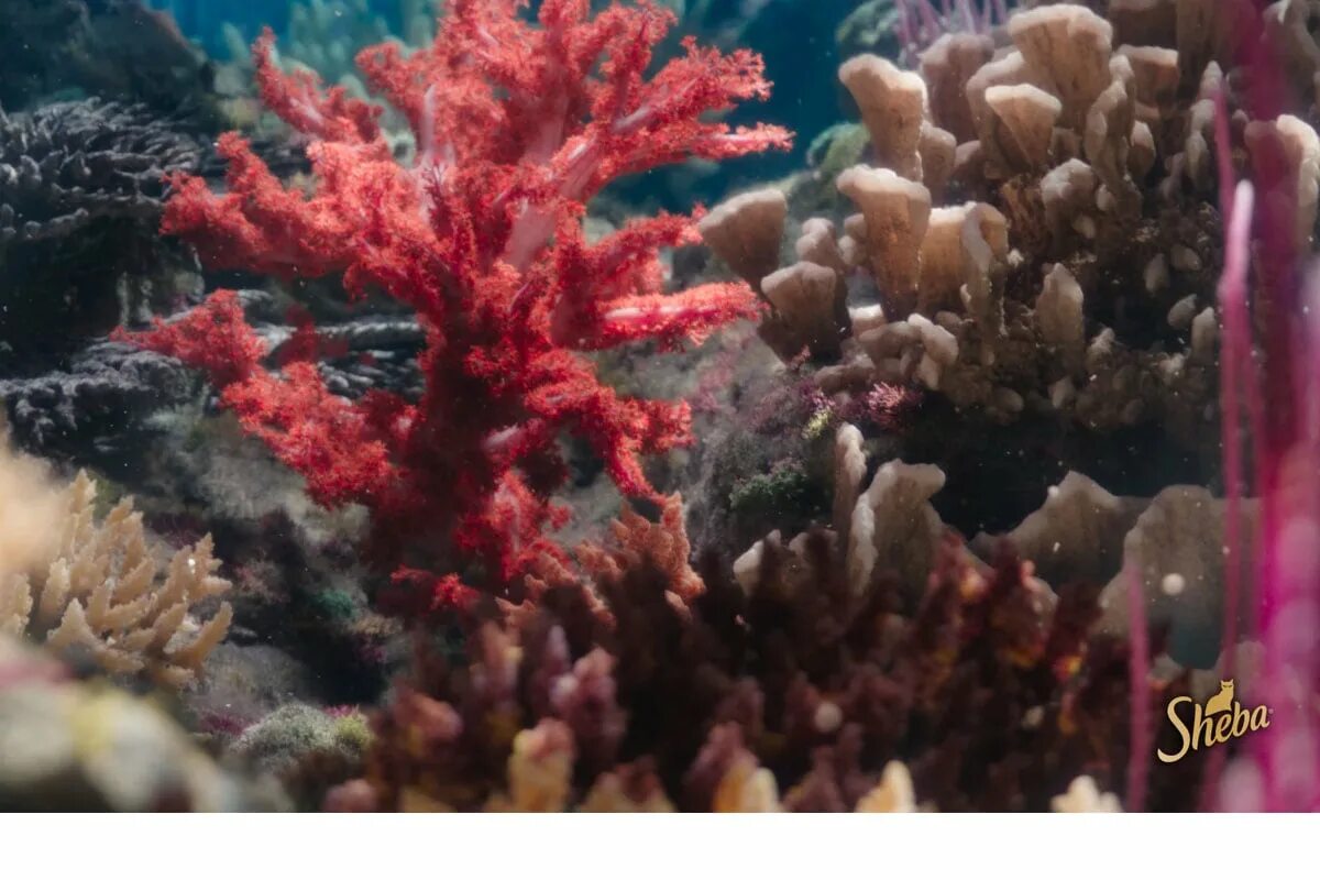 Sea fans. Тубиопора коралл. Музыка кораллы. Музыка кораллы. Краб с кораллом.