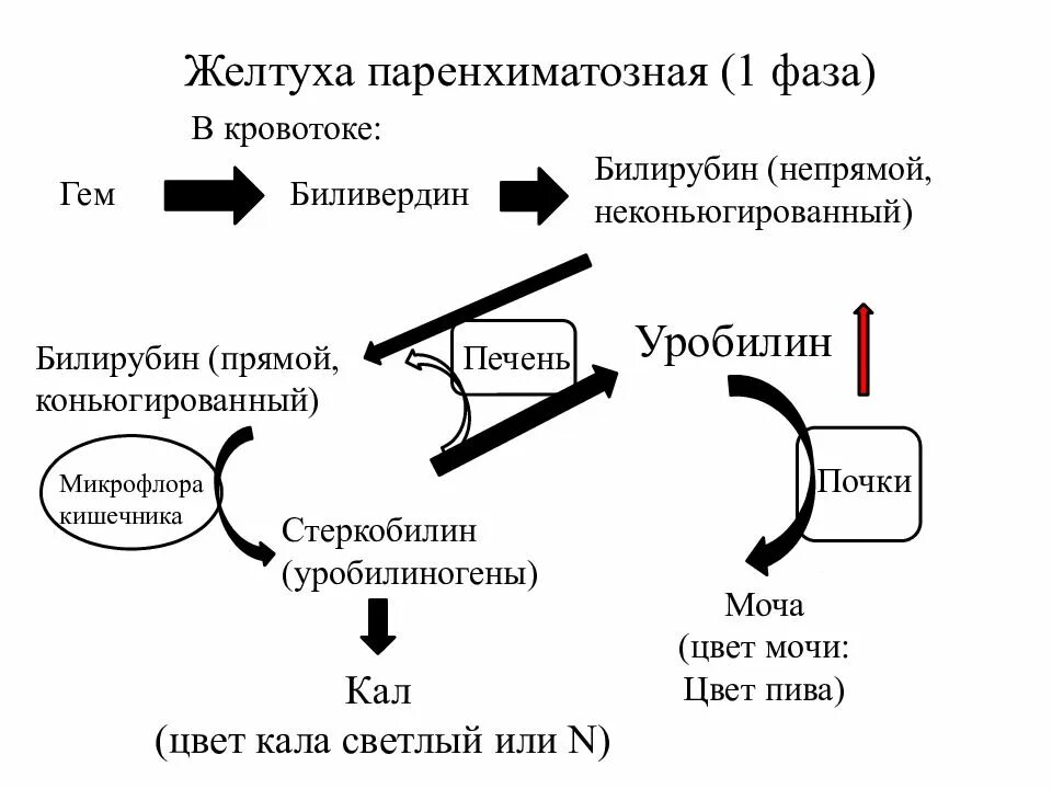 Печеночная желтуха билирубин. Схема обмена билирубина при паренхиматозной желтухе. паренхиматозная желтуха патогенез. паренхиматозная желтуха механизм развития. желтуха паренхиматозная 1 фаза.