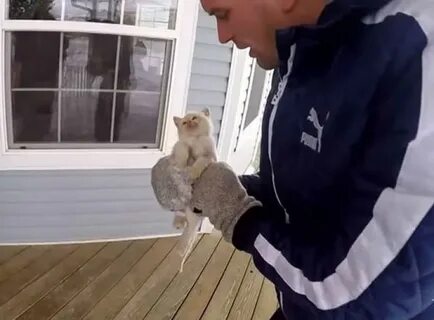 Коты видео спасение