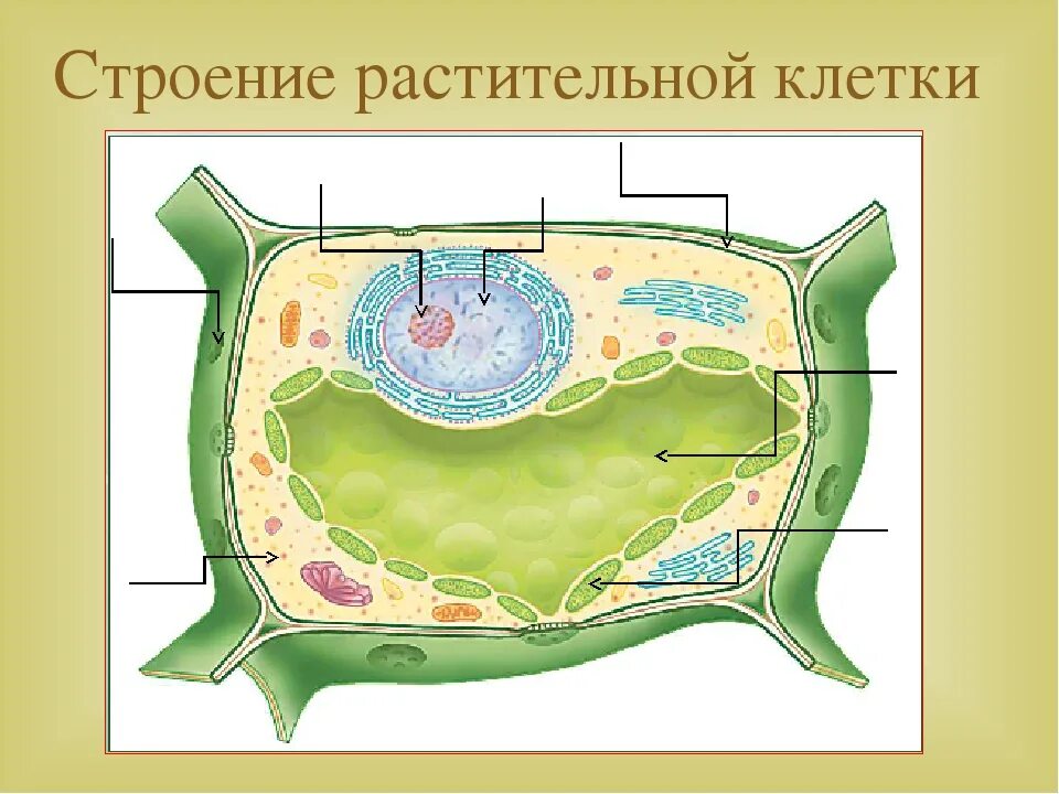 Структура растительной клетки 6 класс. Строение растительной клетки 5 класс биология. Части растительной клетки 5 класс биология. Части растительной клетки 6 класс биология. Схема строения растительной клетки 5 класс биология.