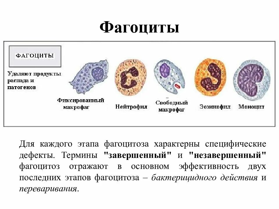 Эритроциты макрофаги. Фагоциты строение и функции. Функции клеток фагоцитарной системы. Какие клетки относят к фагоцитирующим:. Фагоциты это какие клетки.