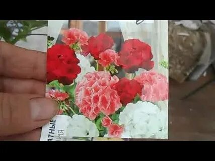 Герань в октябре