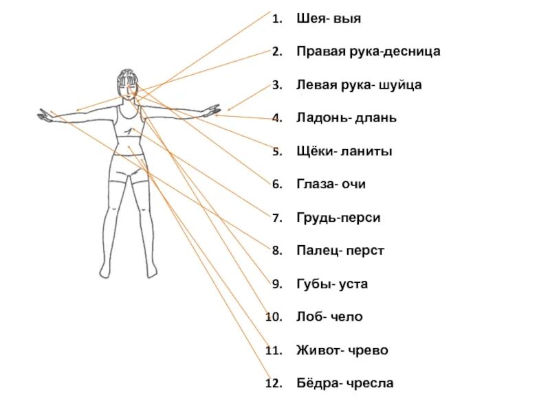 Ю выя. Старорусские названия частей тела. Старые названия частей тела человека. Название частей тела по старославянски. Чресла.