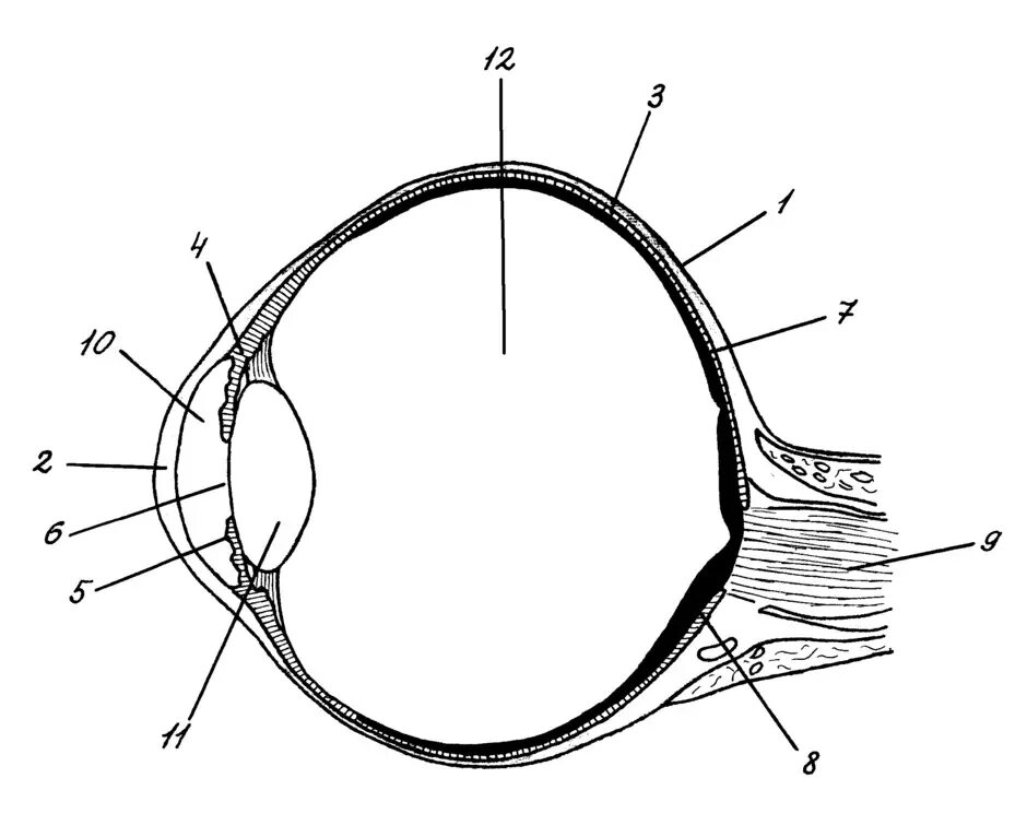 Обозначьте на рисунке строение глаза. Строение зрительного анализатора глазное яблоко. Строение глаза анатомия. Схема строения глазного анализатора. Строение глаза человека анатомия.
