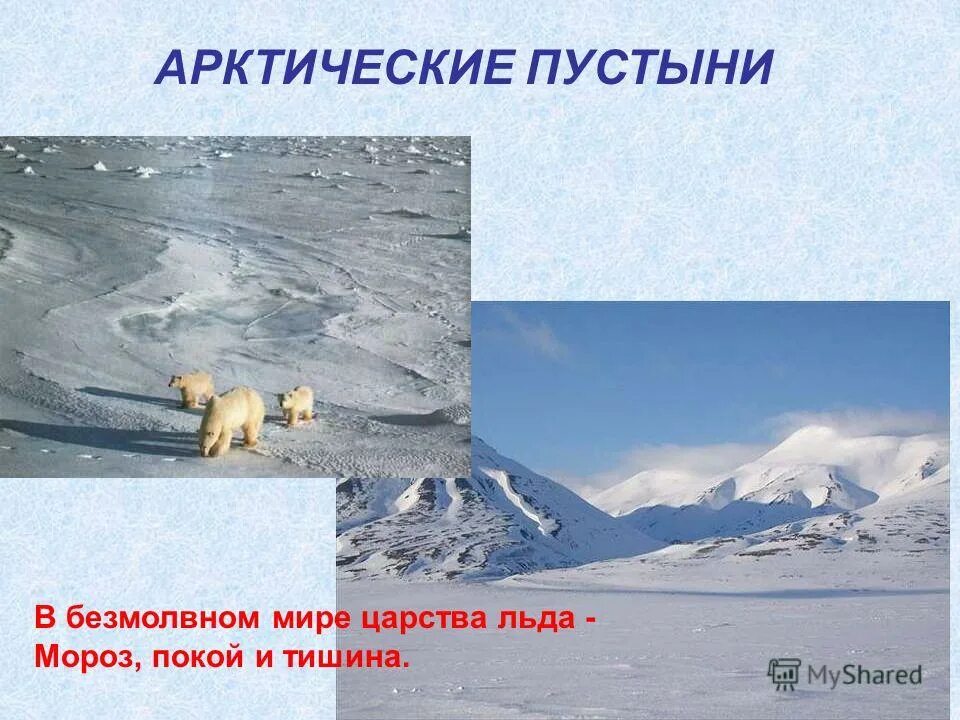 животный мир арктических и антарктических пустынь.