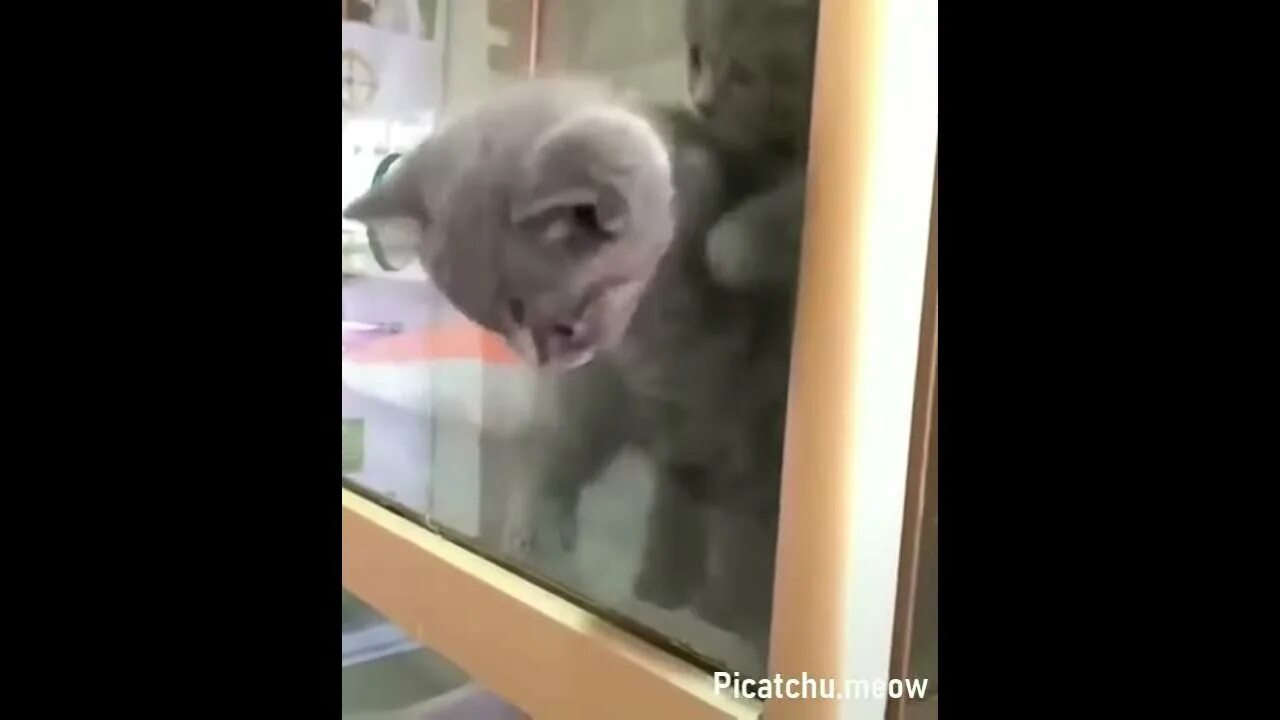 Кот стоит прикол. Котосуслик. Кот на задних лапах в недоумении. Стоит кот видео. Толстый кот стоит на задних лапах.