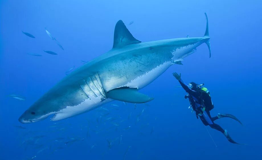 Акула рядом с человеком. Белая акула. Большая белая акула. Shark human