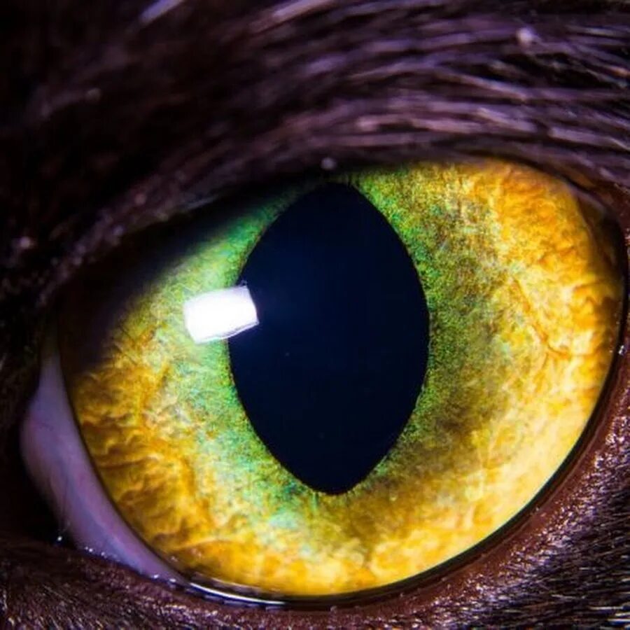 Интересные глазки. Глаз животного. Интересные глаза животных. Глаза животных картинки.