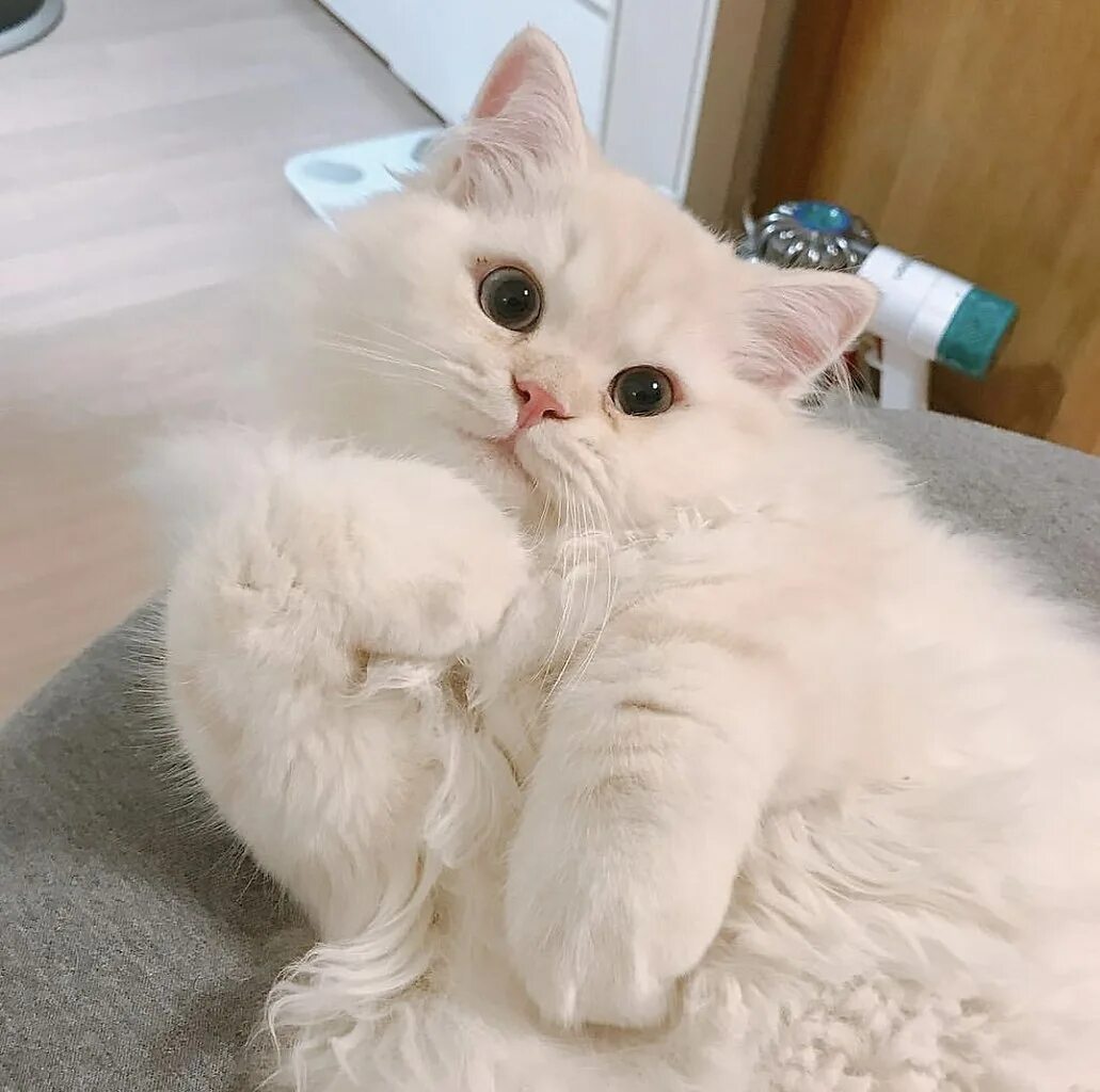 Тут кот. Котик туть. милые котики с надписями. мемы с котиками. кот мем.
