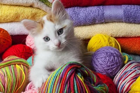 Разноцветные котята