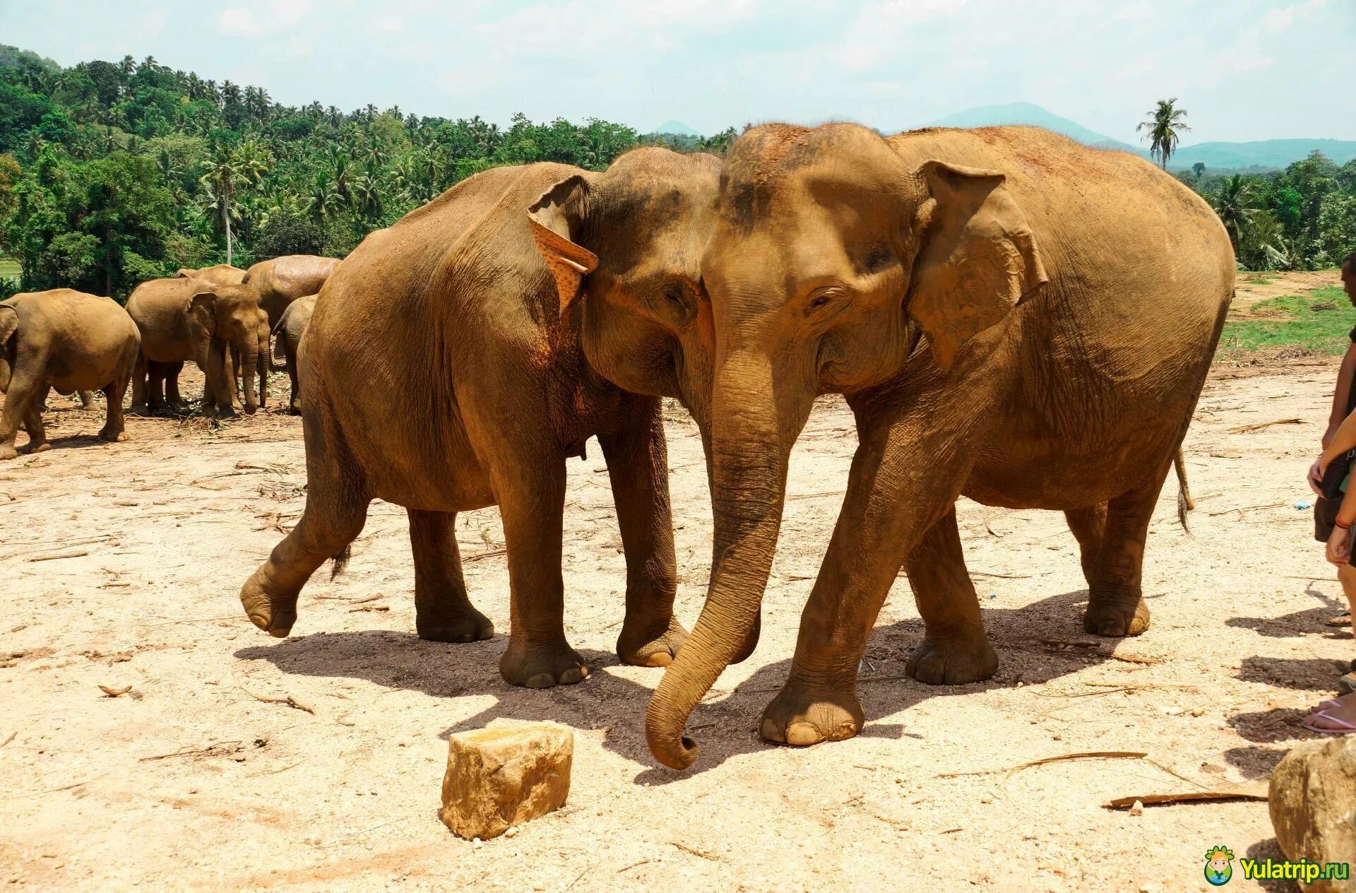 Шри Ланка слоны Пинавелла. Слоновий питомник Шри Ланка Пиннавела. Слоновий парк Шри Ланка. Шри Ланка питомник слонов. Пиннавела шри ланка