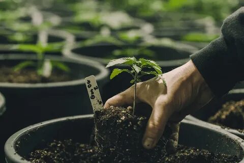 Start growing