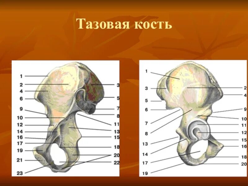 Тазовая кость три кости. Тазовая кость вид спереди. Тазовая кость правая.