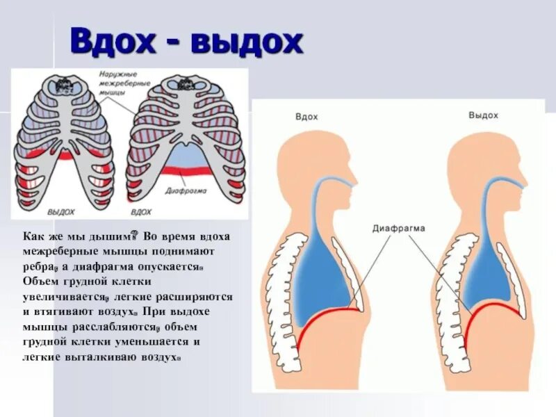 Легочный тип дыхания характерен. Вдох выдох. Схема вдоха. Диафрагма вдох и выдох. Процесс вдоха и выдоха.