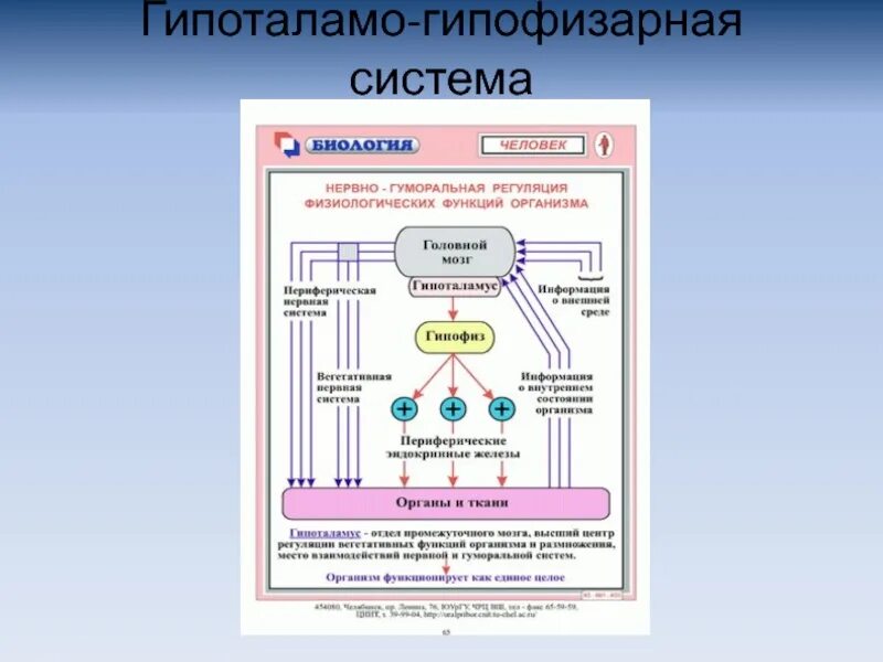 Регуляция гипоталамо гипофизарной системы. Гормоны гипоталамо-гипофизарной системы функции. Схема строения гипоталамо гипофизарной системы. Гипоталамо-гипофизарная система гормоны гипофиза. Регуляция функции организма гипоталамо-гипофизарная система.