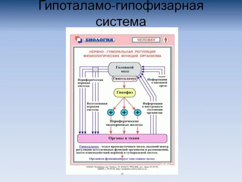 Гипоталамо гипофизарная система функции. Регуляция гипоталамо-гипофизарной системы. Нейрогуморальная регуляция физиологических функций. Гормоны гипоталамо-гипофизарной системы таблица. Механизм обратной связи гипоталамо гипофизарной системы.