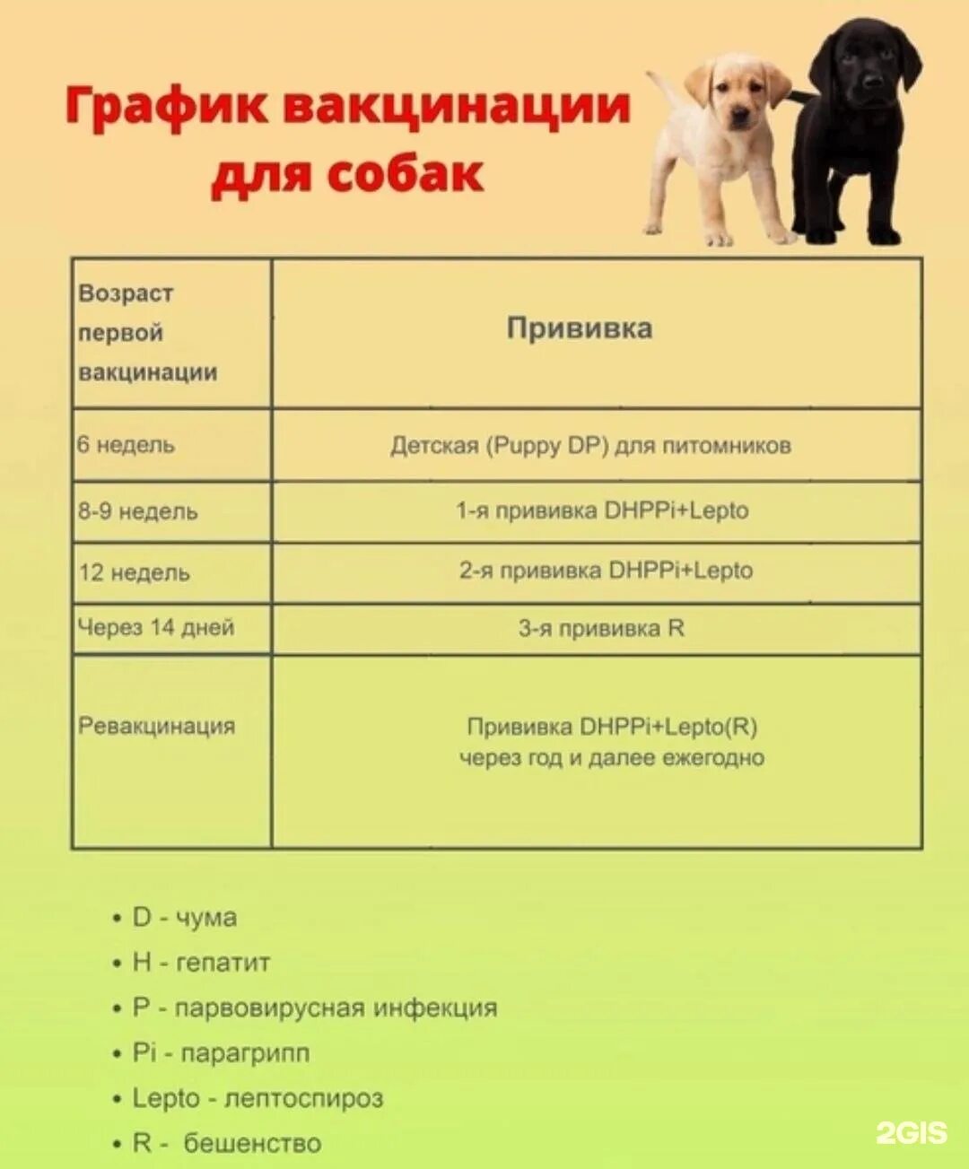 График года собаки. График прививок собакам по возрасту до 1 года. Какие прививки нужно собаке после года. Какие прививки делают собакам в 2 года. Календарь обязательных прививок для собак.