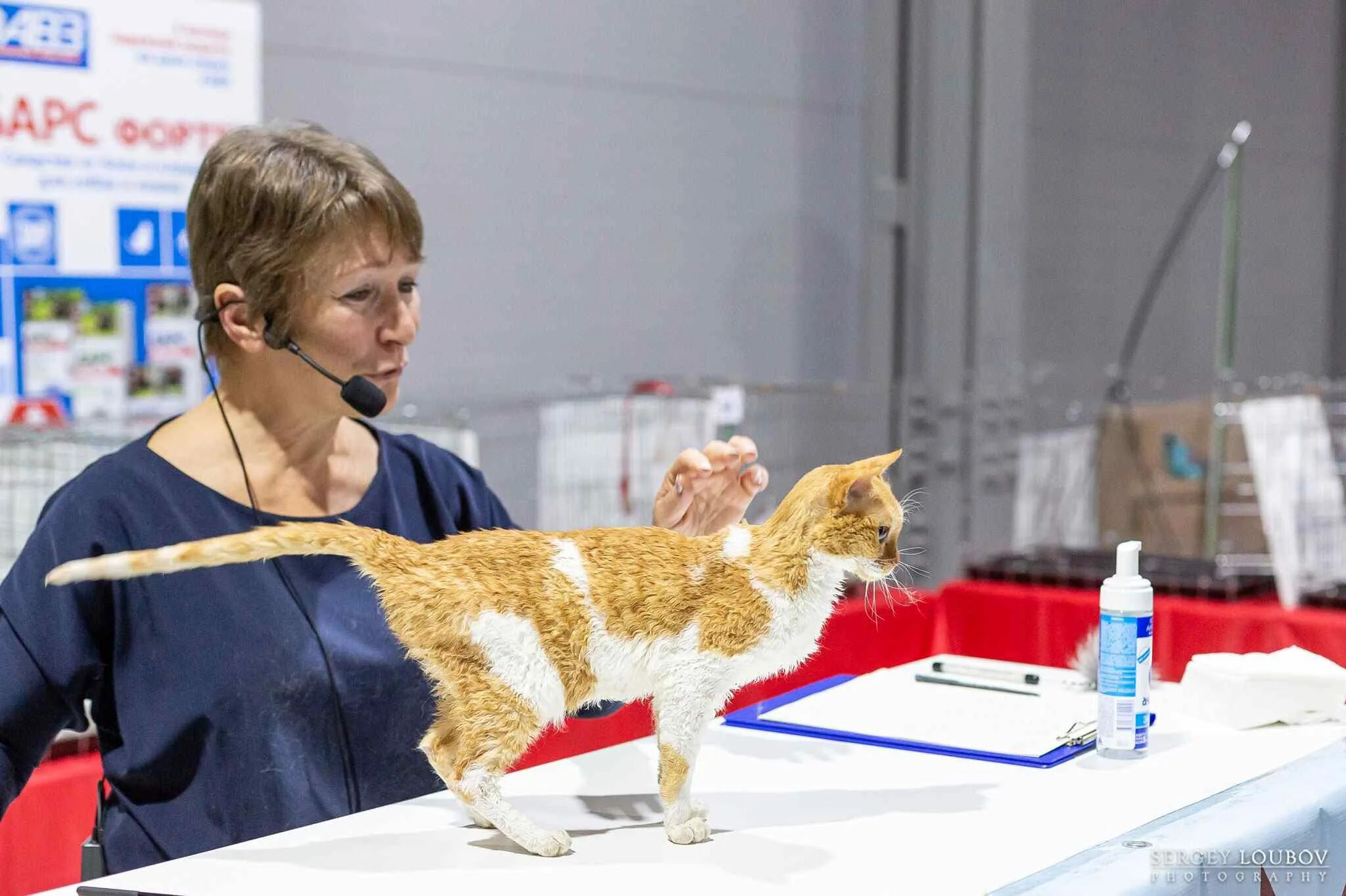 Выставка кошек. Выставка кошек в Минске. Кошачья выставка. Международная выставка кошек в Москве 2024.