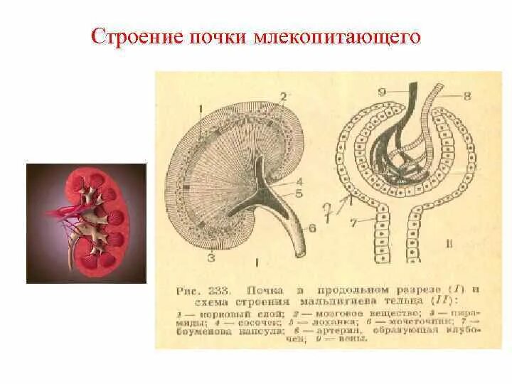 Какие почки у млекопитающих. Схема строения почек млекопитающих. Строение почки животных анатомия. Тип почки у млекопитающих. Структура почки млекопитающих.