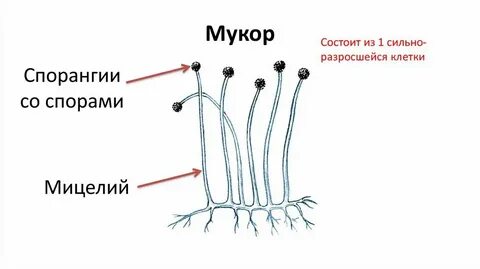 Черные расширения грибницы мукора называются