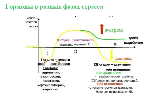 Стресс Селье стадии гормоны. Гормоны стресса в стадии резистентности. Этапы реакции на стресс. Реакция стресс его фазы и значения. Гормоны адаптации