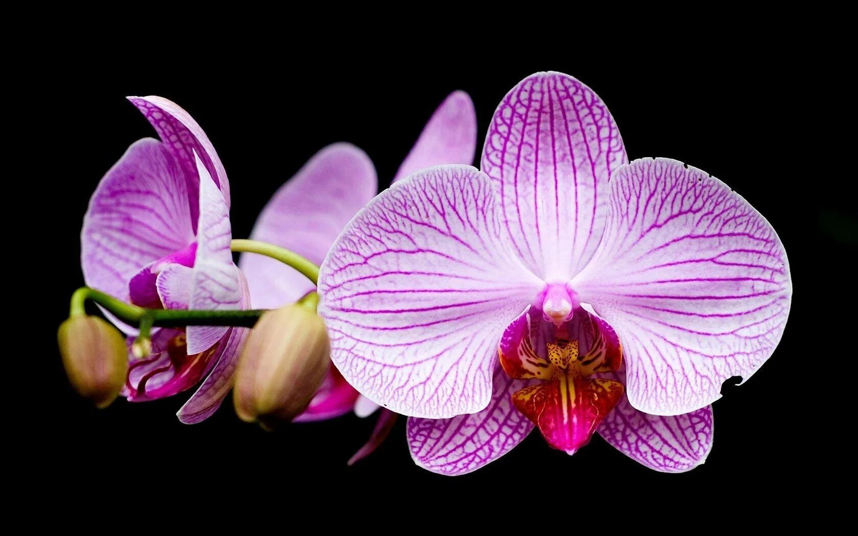 Flowers orchids. Орхидея фаленопсис. Орхидея фаленопсис Лос Анджелес. Фаленопсис Старфиш. Фаленопсис Saturnus.