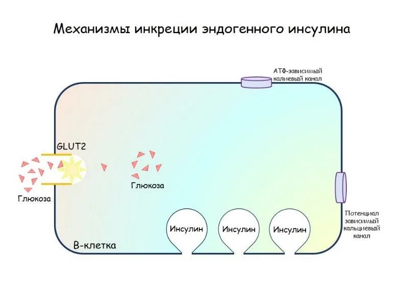 Инкреция это. Инкреция инсулина схема. регуляция инкреции инсулина. инкреции. схема регуляции инкреции инсулина физиология.
