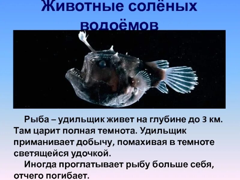 Рыбы не живут без воды. Глубоководная рыба удильщик. Факты о удильщике. Рыба удильщик доклад. Удильщик глубоководный интересные факты.