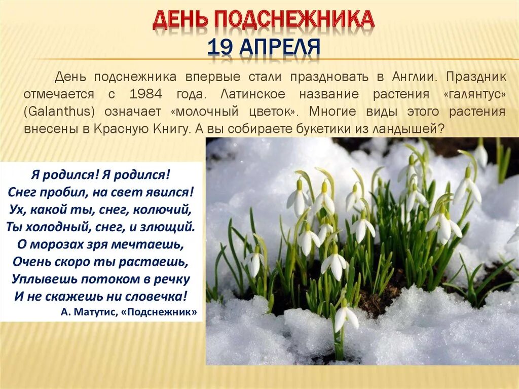 День подснежника. 19 Апреля день подснежника в России. Праздник первого подснежника. День подснежника 2022. 19 апреля служба