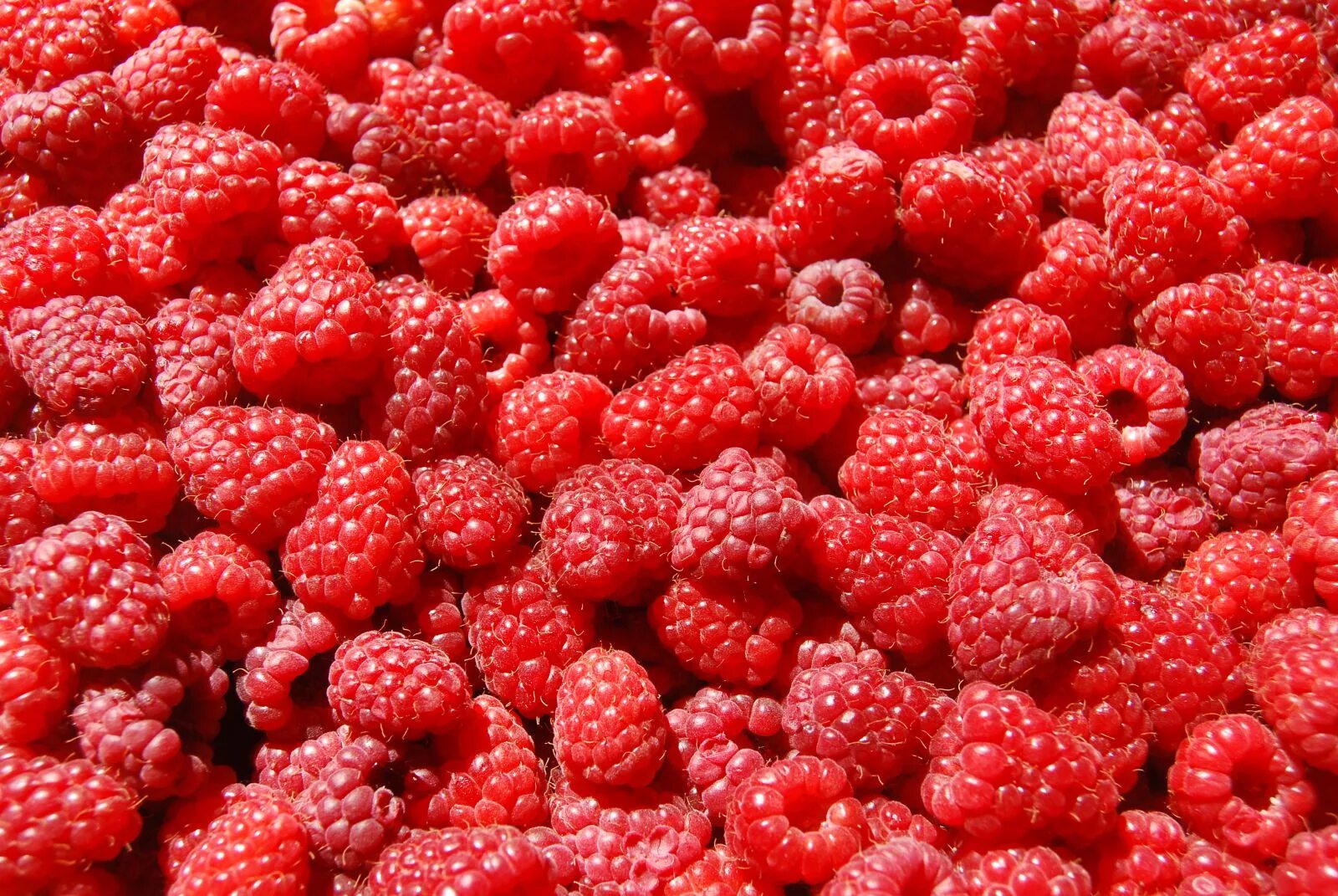 Малина ягода малина. Малина мята. Малина ягода малина. Сладкая ягода. Малинка лучшее.