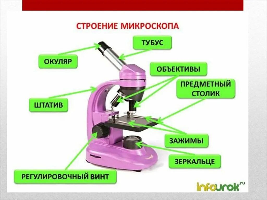 Части микроскопа и их названия и функции. Строение микроскопа 5. Строение микроскопа макровинт. Схема строения микроскопа. Строение микроскопа 5 класс биология.