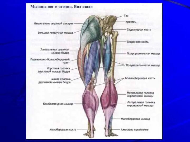 Анатомия нижних конечностей человека мышцы и связки. Мышцы бедра ноги человека анатомия. Анатомия мышц ног и ягодиц человека. Основные мышцы нижней конечности анатомия. Место ниже бедра