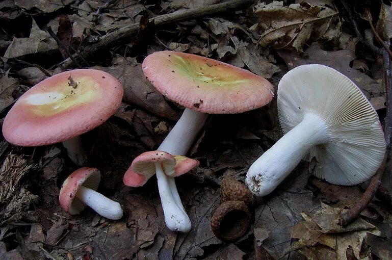 Сыроежка розовая russula rosea. Грибы с розовой шляпкой название и фото. Синяя волнушка. Гриб рядовка желто красная. Грибы с розовой шляпкой название и фото.