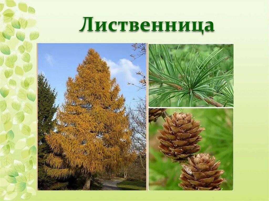 Сосна пихта ольха лиственница. Ель сосна кедр пихта. Кедр ель сосна лиственница. Лиственница Сибирская дерево. Лиственница Сибирская пирамидальная.