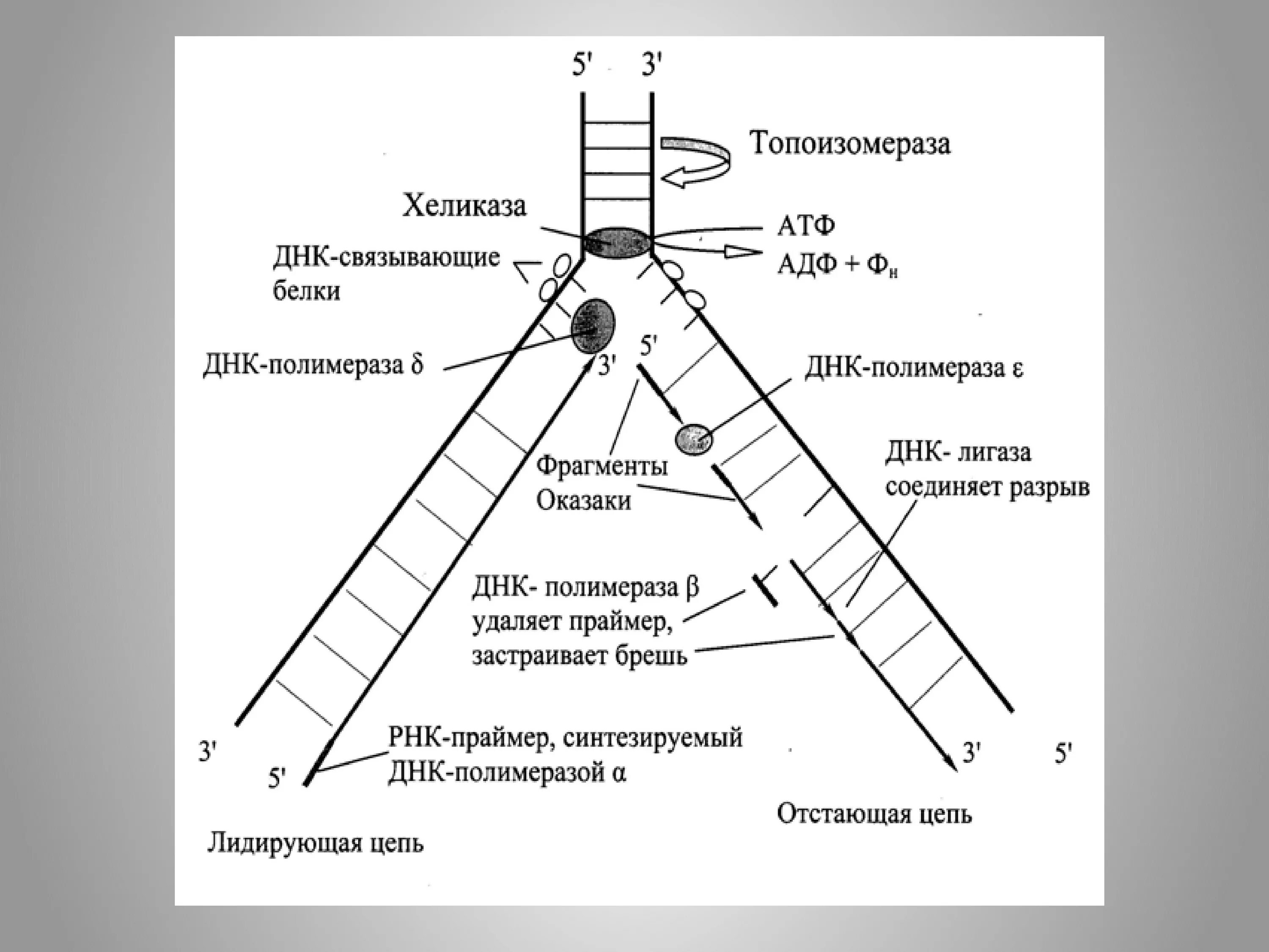 Фермент хеликаза. Хеликаза в репликации. Репликация ДНК хеликаза. Топоизомераза ДНК схема. Топоизомераза в репликации ДНК.