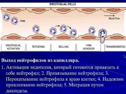 Рецепторы нейтрофилов