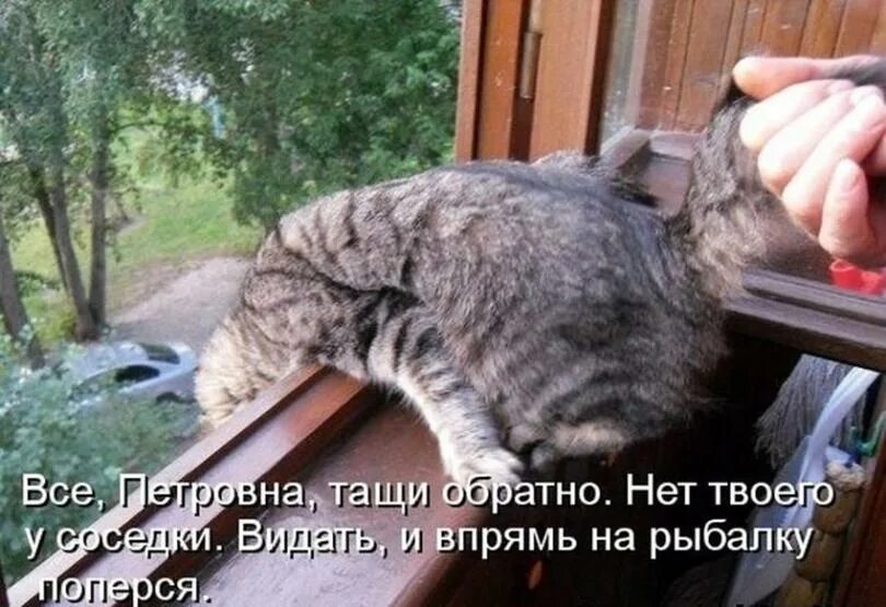 Котоматрицы с надписями. Котоприколы с надписями. Котоматрица лучшее с подписями. Наглые коты с надписями.