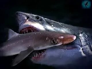 Кастиэль мен Дин секс