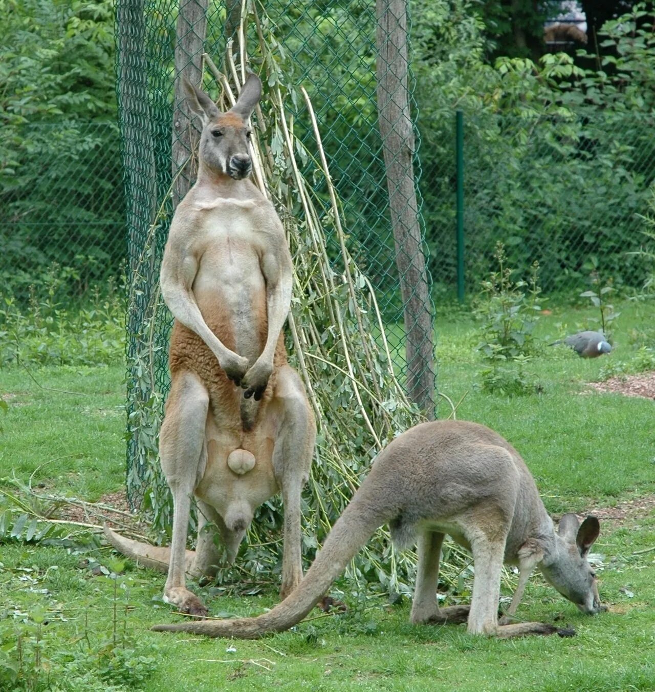 Animals member. Орган самца кенгуру валлаби. Сумчатый кенгуру размножение. Самка кенгуру. Спаривание кенгуру.
