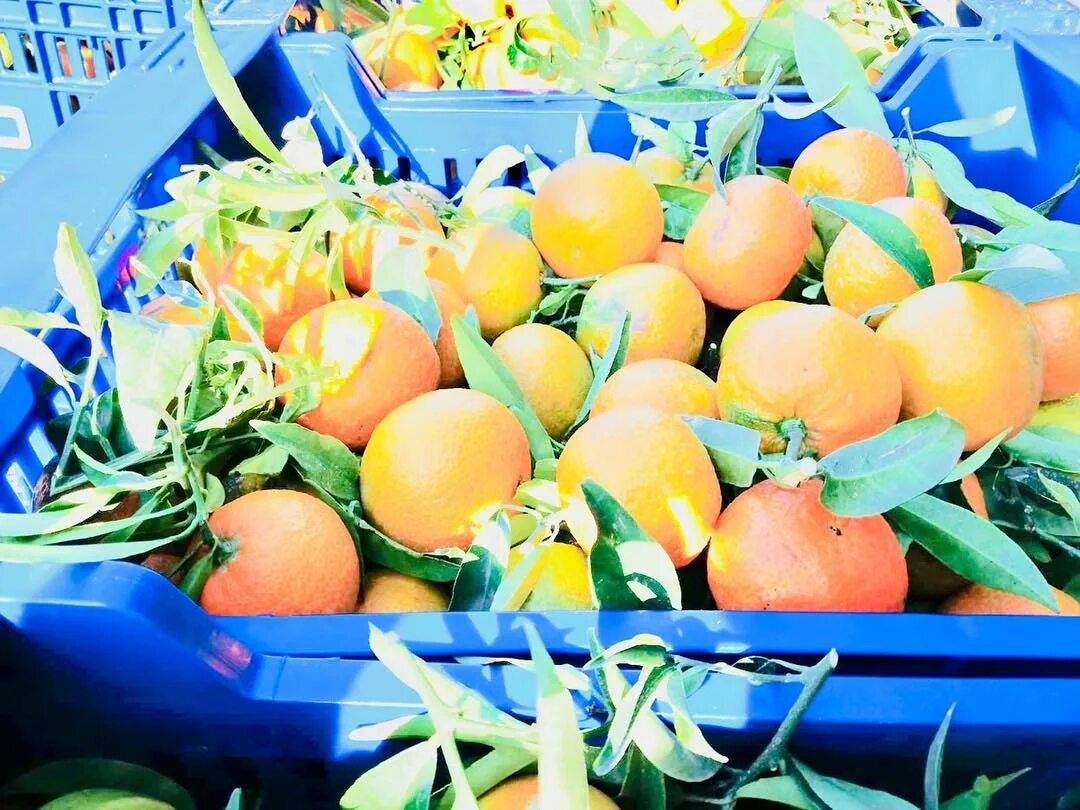 Las naranjas son buenas para los diabéticos