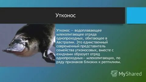Утконос к какой группе животных относится окружающий